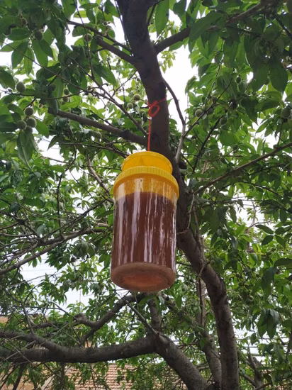 Plástico ao ar livre pendurado fruta mosca garrafa armadilha moscas controle coletor para jardim